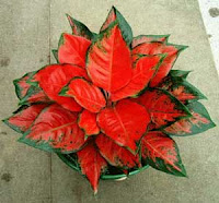  Tanaman  Aglaonema Cekinfo Tips